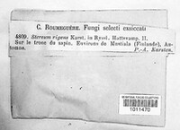Stereum sanguinolentum image